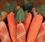 Carrot Fills set of 6 Orange Home Accents FL110030